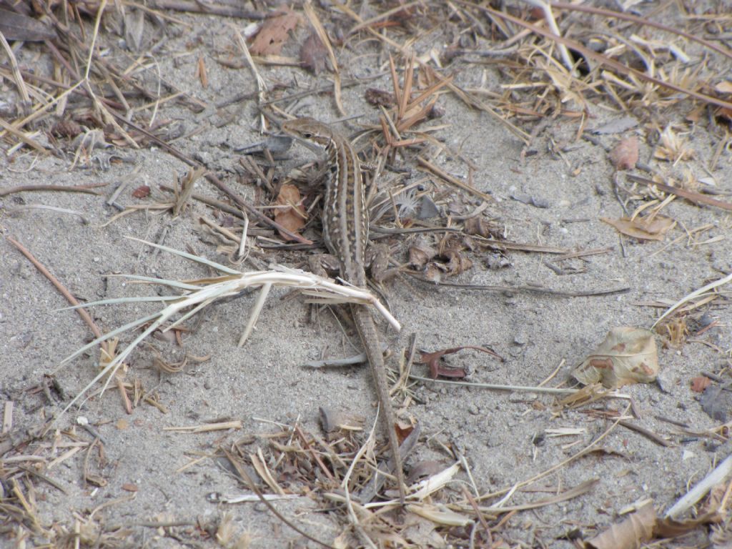 ID Lucertole: Podarcis siculus, maschio e femmina